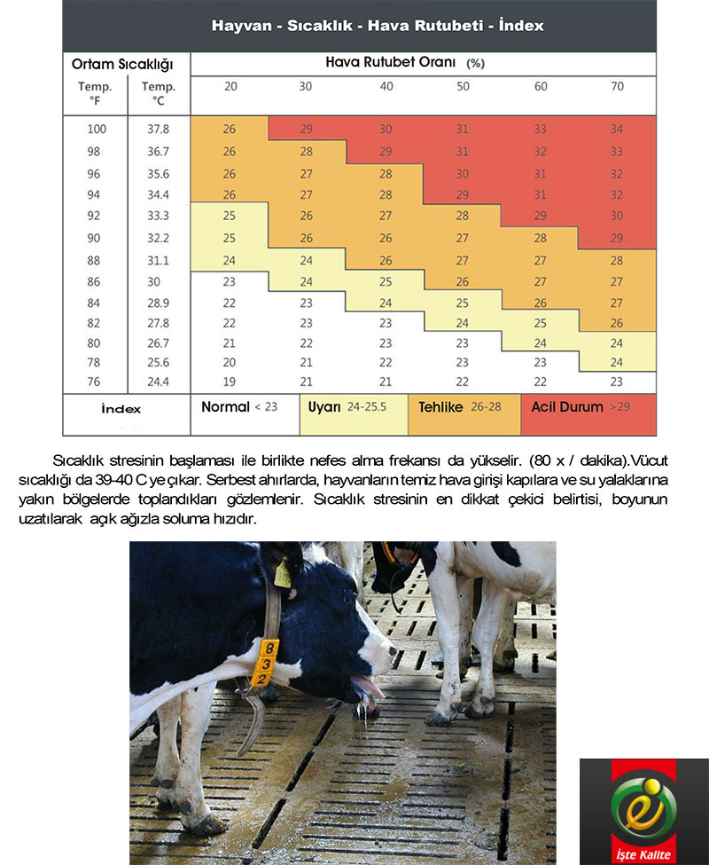 Süt Sığırcılığında Sıcaklık Stresi